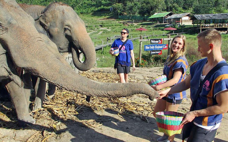 Blue Daily Elephant Care