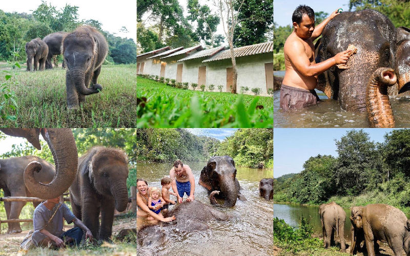 Elephant Carer Home