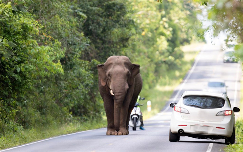 Khao Yai Driving Safari