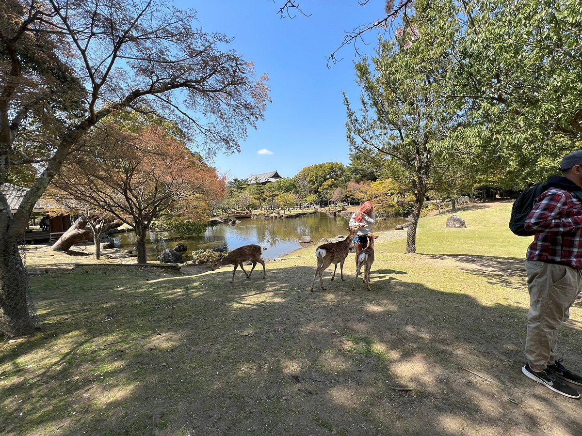 nara-park.jpg