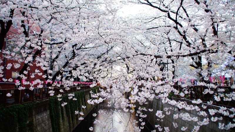 A complete guide to Japan's cherry blossom season