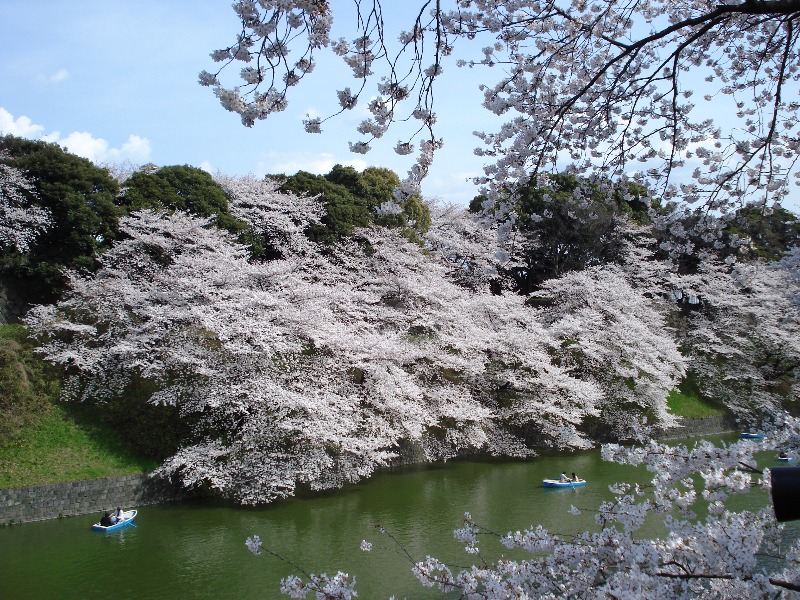 Tokyo Blossom Trees at Chidorigafuchi Moat