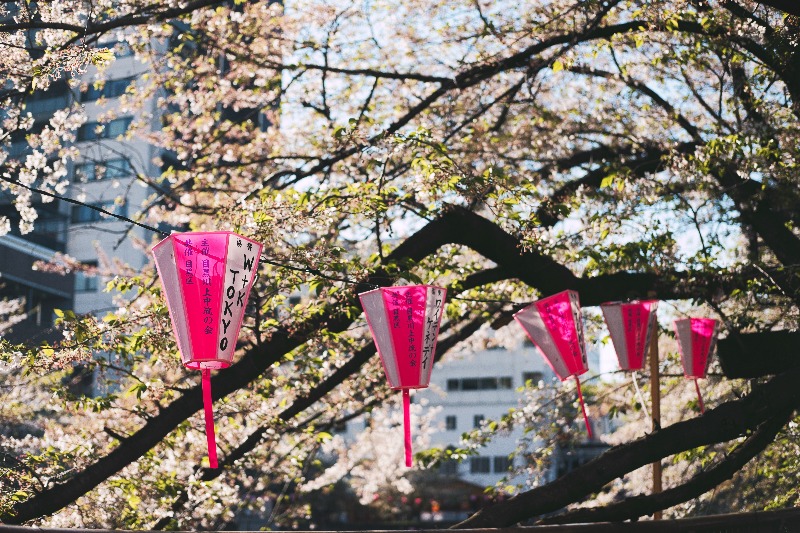 Tokyo Cherry Blossom Season 2025 Where to Enjoy Sakura in Tokyo?