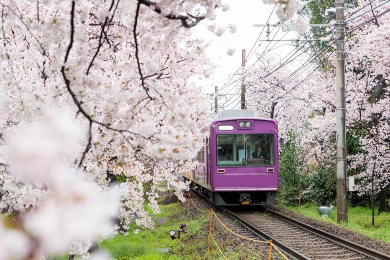 Arashiyama Sakura