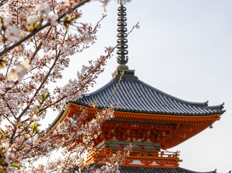 Kyoto Cherry Blossom 2025 Sakura Season Viewing Guide