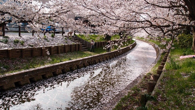 Cherry Blossoms in Kyoto