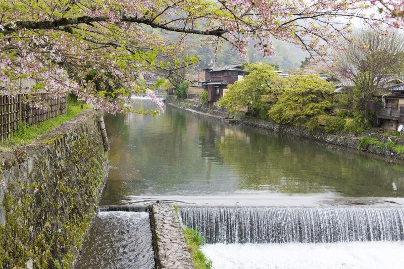 Kyoto Cherry Blossom 2025 Sakura Season Viewing Guide