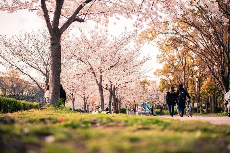 Hanami Osaka