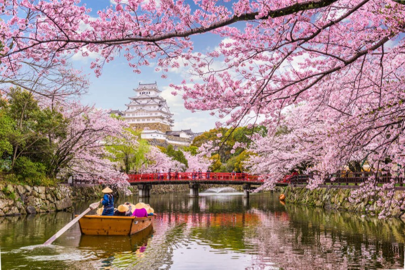 Himeji Castle Cherry Blossom