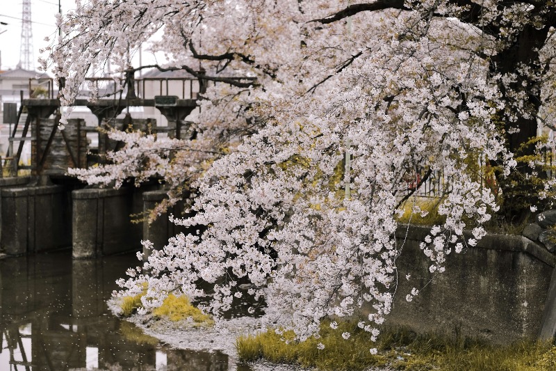 Tokyo Cherry Blossom Season 2025 Where to Enjoy Sakura in Tokyo?