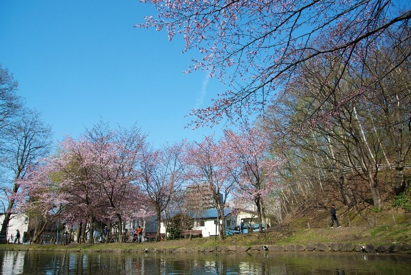 Sapporo Cherry Blossom
