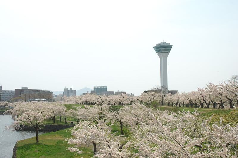 Hakodate Cherry Blossoms