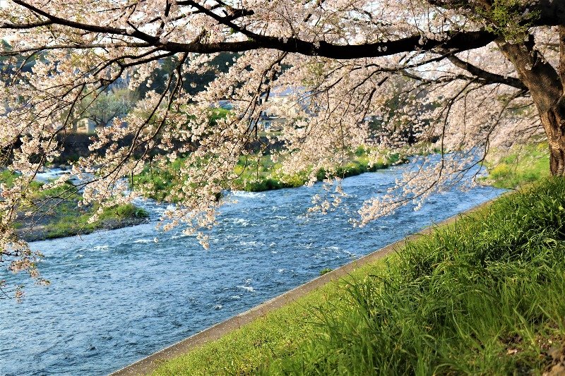 Mount Fuji Cherry Blossoms