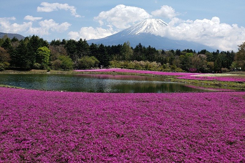 Fuji Shibazakura Festival