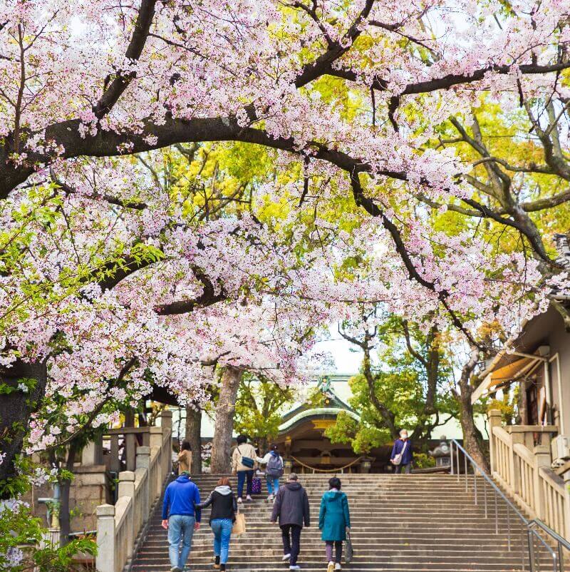 Cherry Blossom Osaka Japan
