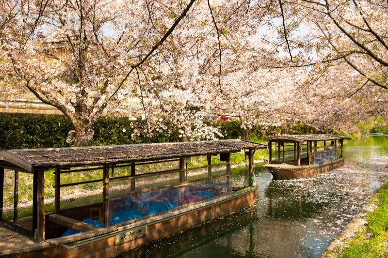 Hot on the trail of cherry blossoms — peak times for 2024