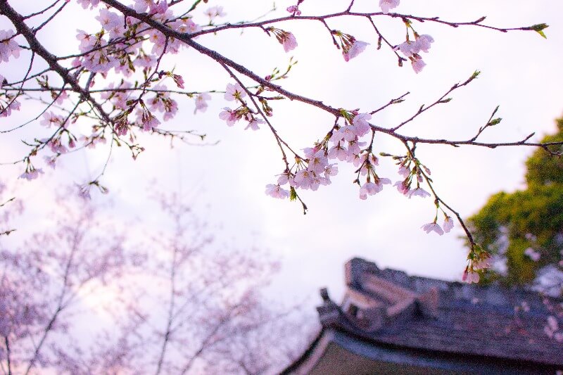 Sakura Hokkaido