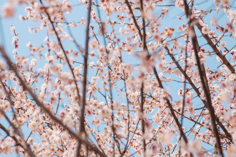 Japanese Sakura Tree