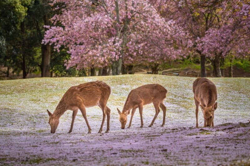Nara Park Japan Deer Cherry Blossom