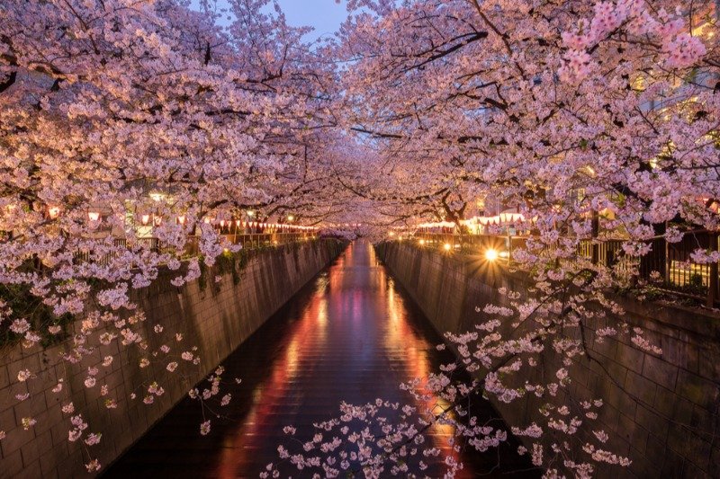 Sakura Forecast 2025: Best Time to See Cherry Blossoms in Japan