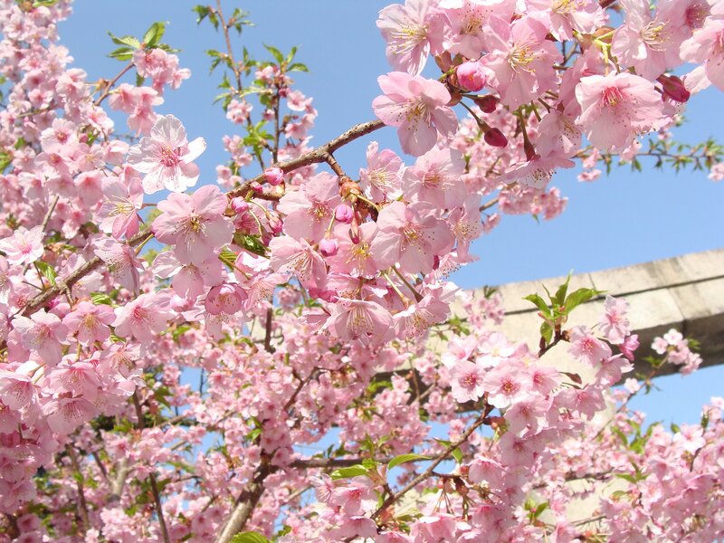 Sakura Forecast 2025 Best Time to See Cherry Blossoms in Japan