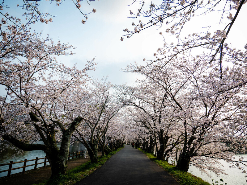 Japan Cherry Blossom 2024 Forecast: When & Where To See Sakura in