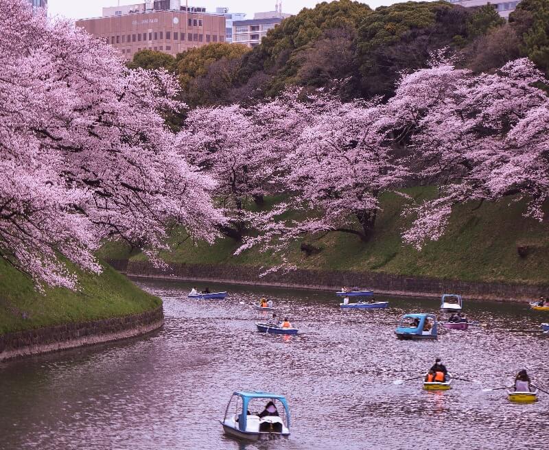 Floris Cherry Blossom – Yakymour