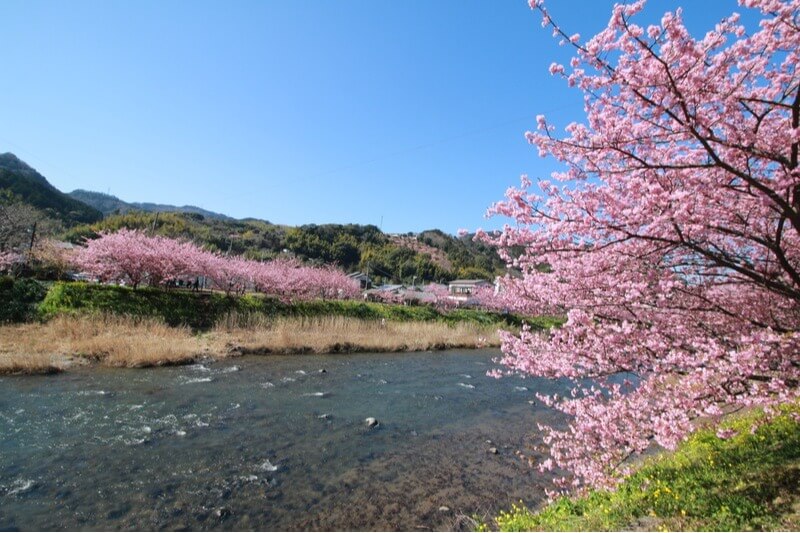 Sakura Season Japan 2025 Best Place to See Cherry Blossoms