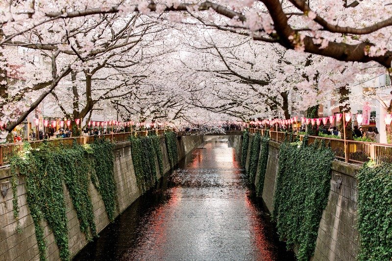Nakameguro cherry blossom