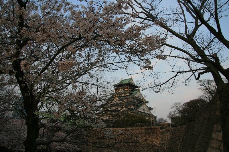 Osaka Cherry Blossom