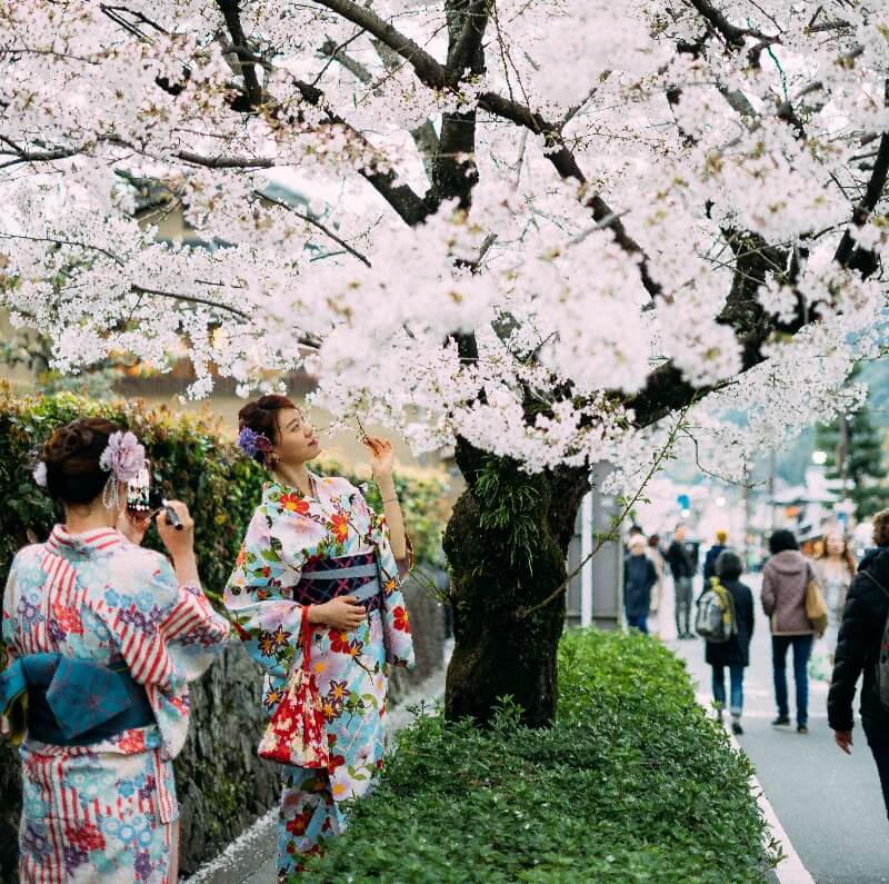 Sakura Season Japan 2025 Best Place to See Cherry Blossoms