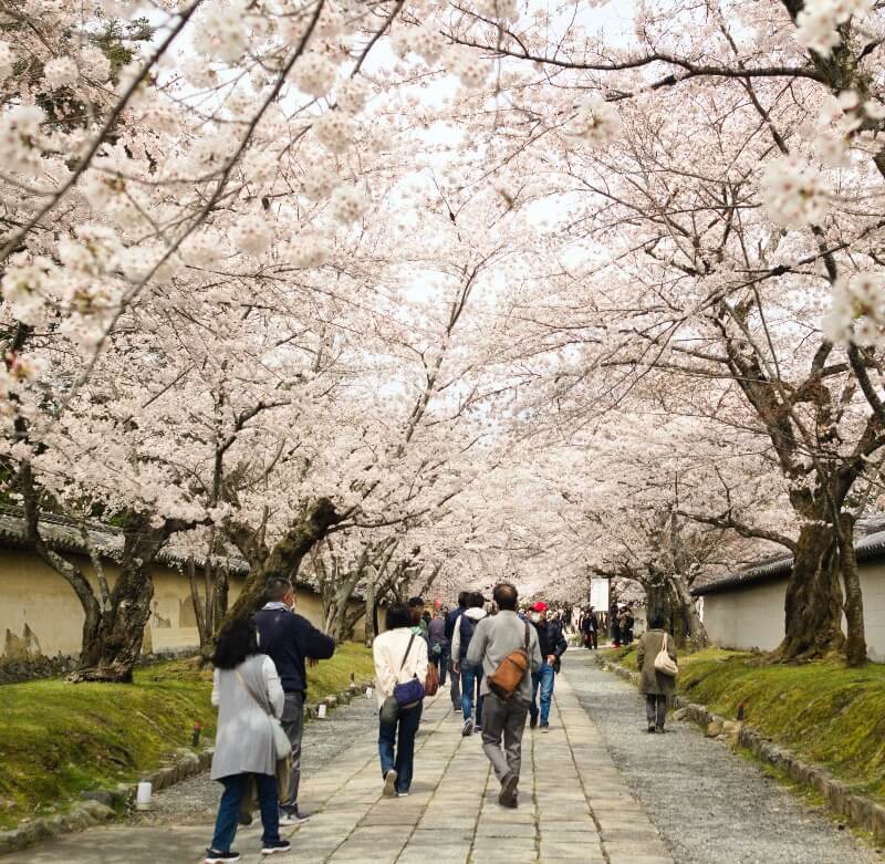 Hanami Kyoto
