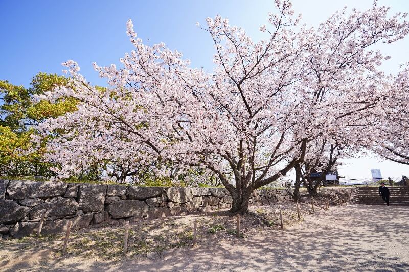 Tokyo, Japan. 24th Mar, 2022. The traditional Japanese Cherry blossom  season in Tokyo is set to start on March 28, 2022. Some Sakura trees  started to bloom already, like here in Naka