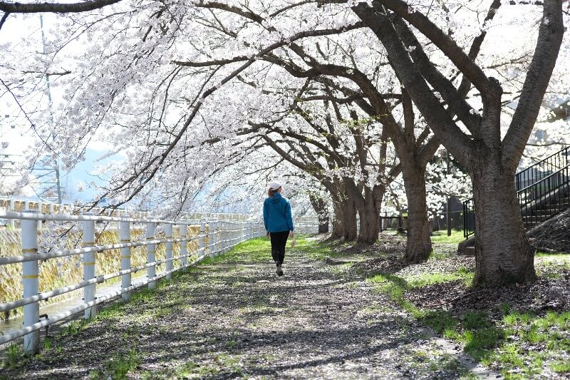 Cherry Blossom Season Hokkaido