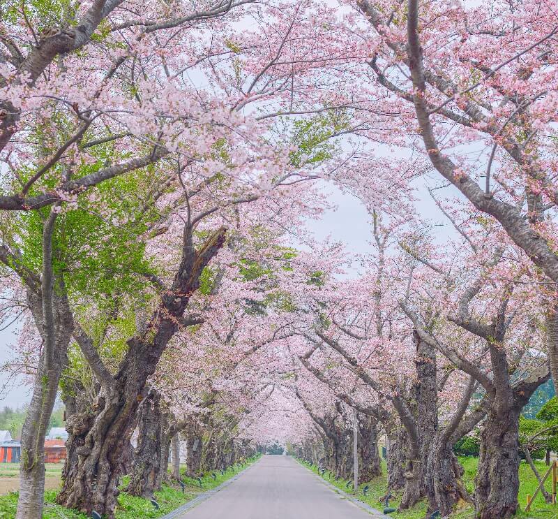 Hokkaido Japan Cherry Blossom