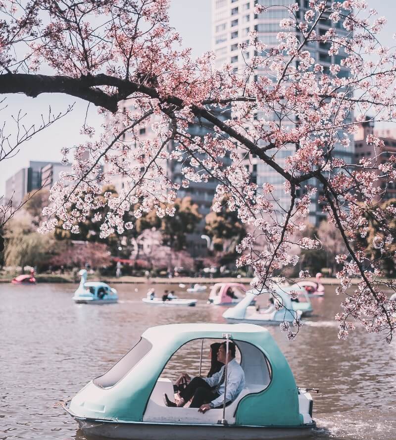 Ueno Cherry Blossom Festival