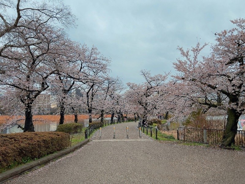 Ueno Park Cherry Blossom 2025: Enjoy Tokyo Sakura Season