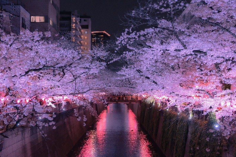 Meguro River Cherry Blossoms