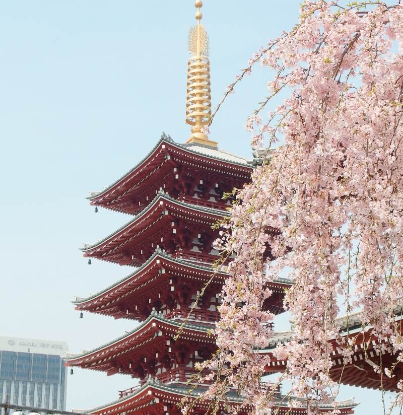 Sensoji Temple Sakura