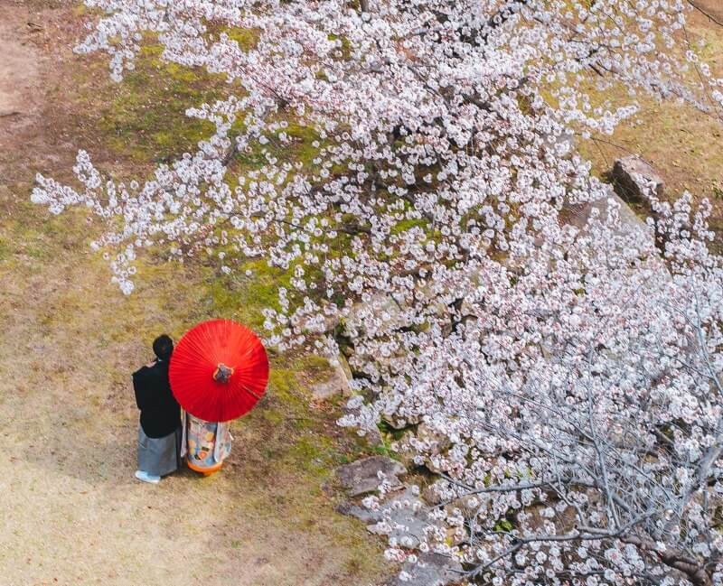 Romantic Time during the Japan Honeymoon Tour in Sakura Season