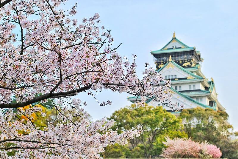 Osaka Cherry Blossom