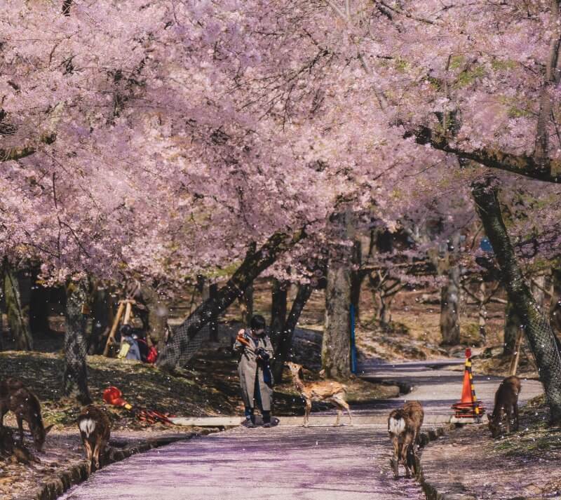 Nara Cherry Blossom