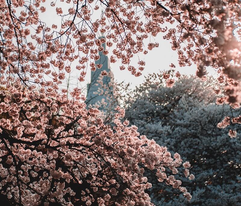 Shinjuku Gyoen Cherry Blossom