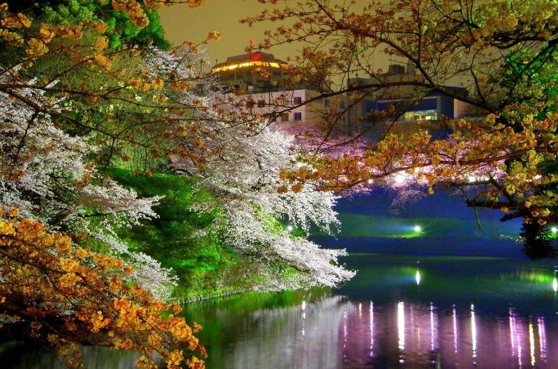 Nighttime Cherry Blossoms in Chidorigafuchi Park