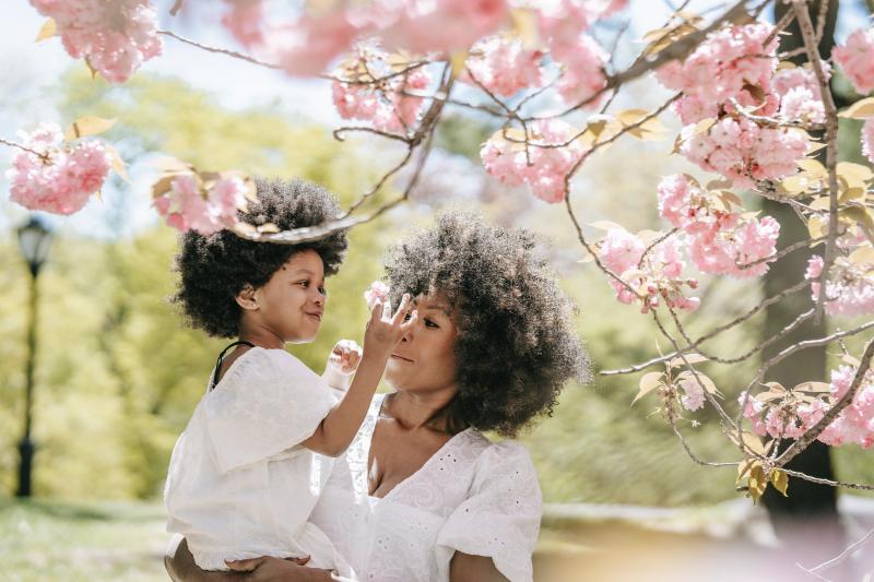 Family's Warm Time under the Beautiful Japanese Cherry Blossoms