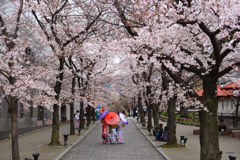 Natural cherry blossom sakura flavor - Essences & Aromas - Nishiki