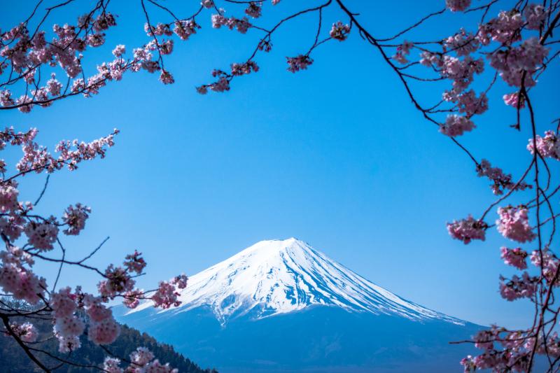 Mount Fuji Cherry Blossom