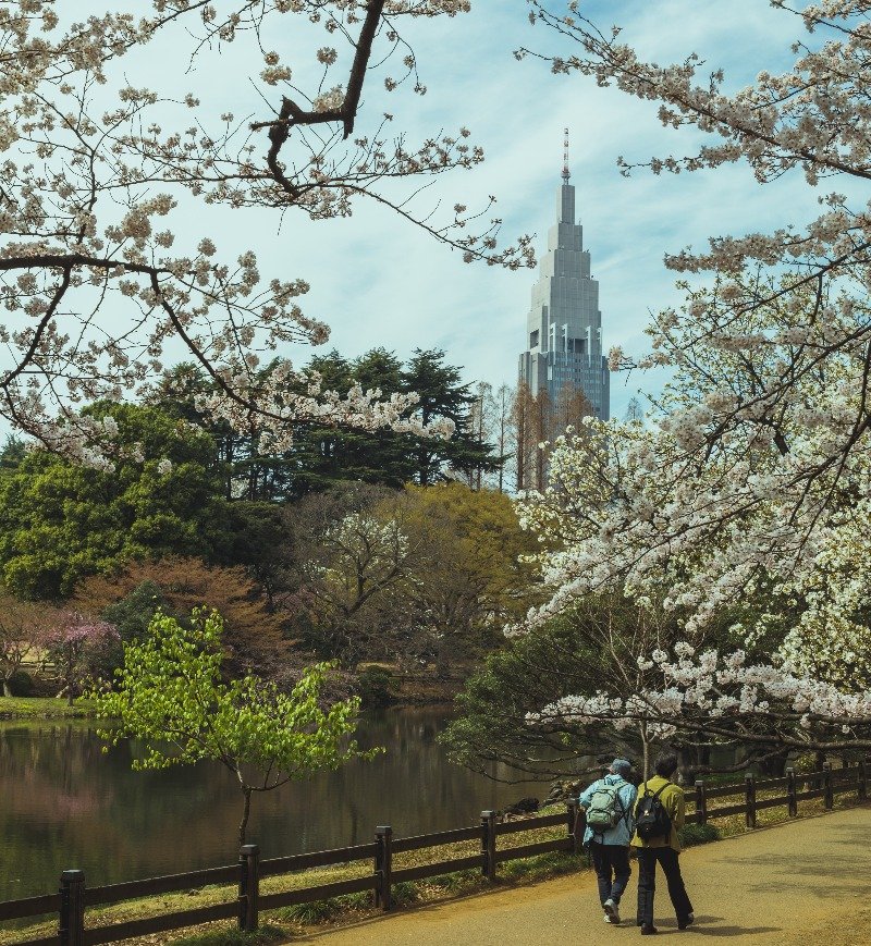 Shinjuku Gyoen Cherry Blossom 2025 See Sakura in Tokyo