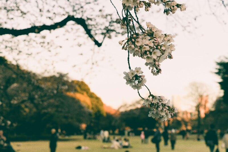 Shinjuku Gyoen Sakura