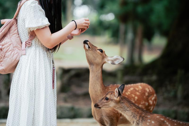 Feed the Tame Deer in Nara Park